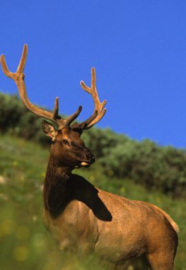 Boğa elk kadife