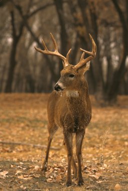 güzel whitetail buck