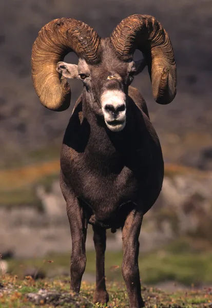 Carnero de oveja Bighorn —  Fotos de Stock