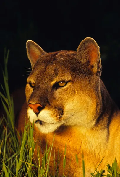 Puma portrét — Stock fotografie