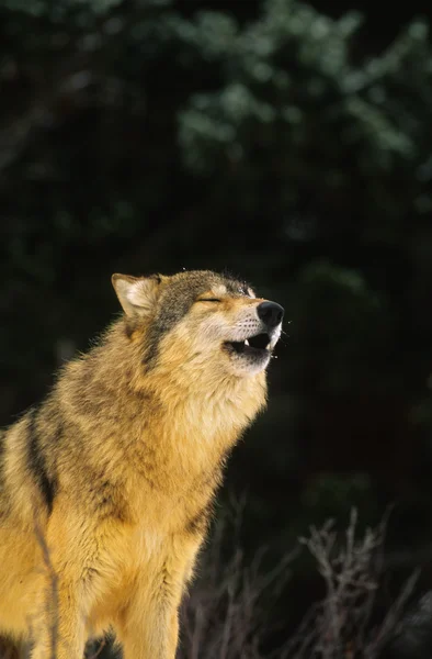 Wyjący wilk — Zdjęcie stockowe