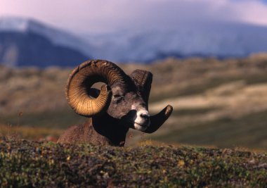 Yataklı bighorn koyun ram