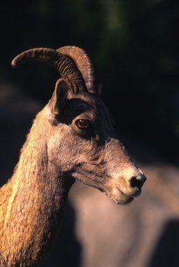 Bighorn koyun ewe portre