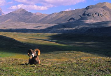 Yataklı bighorn koyun ram