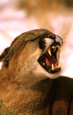 Mountain Lion Snarling clipart