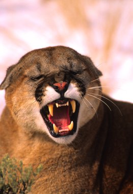 Mountain Lion Snarling clipart