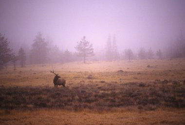 Bull Elk in Foggy Meadow clipart