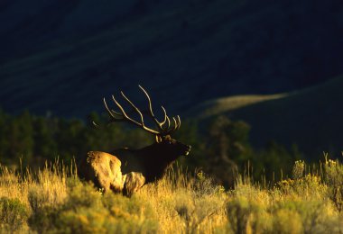 Bull Elk Bugling clipart