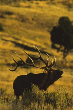 Boğa Geyiği Bugling