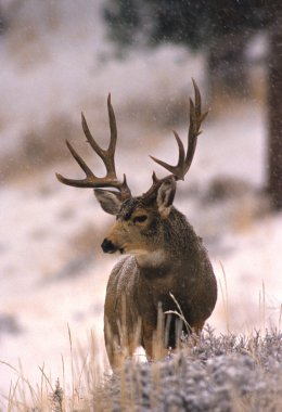 Mule Deer Buck in Snowstorm clipart