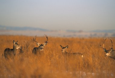 Mule Deer herd clipart