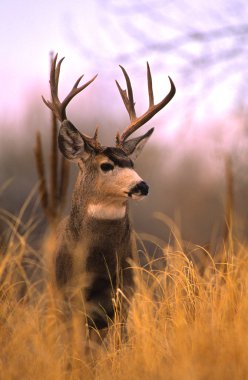 Mule Deer Buck in Tall Grass clipart