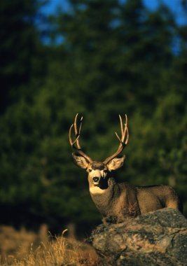 Mule Deer Buck clipart