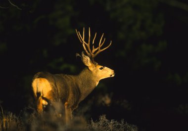 Katır Geyiği Buck