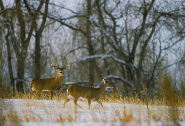 Nice Whitetail Buck With Doe in Rut clipart