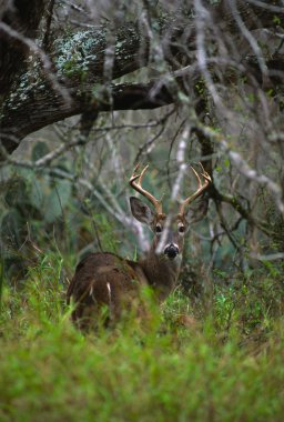 Beyaz kuyruklu Buck