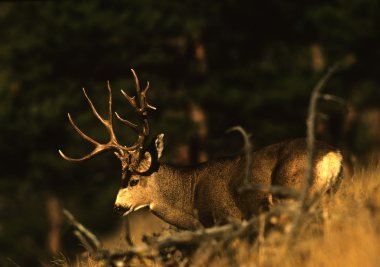 Huge Mule Deer Buck clipart