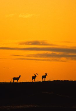 Mule Deer Bucks in Sunset clipart