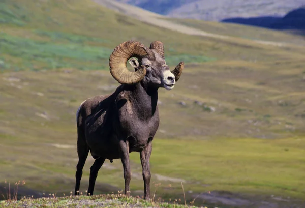 Bighorn Sheep Ram — Stock Photo, Image