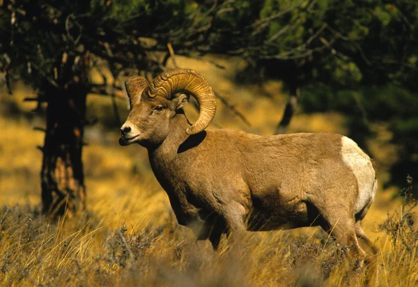 Bighorn koyun ram — Stok fotoğraf