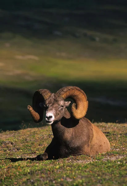 Bighorn овець Ram х місні — стокове фото