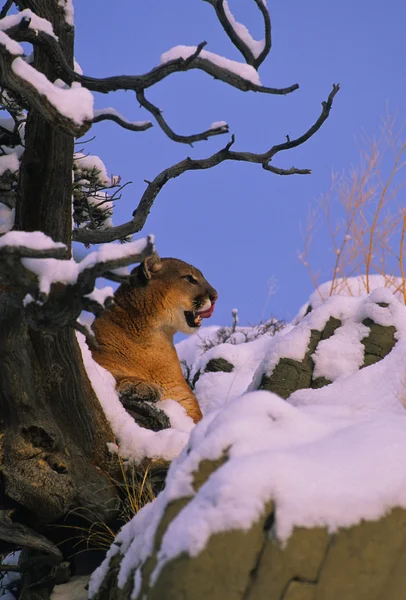 Mountain lion i snö omfattas klippor — Stockfoto