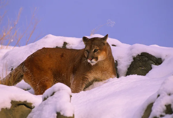 Hegyi oroszlán a hóban tartozó sziklák — Stock Fotó