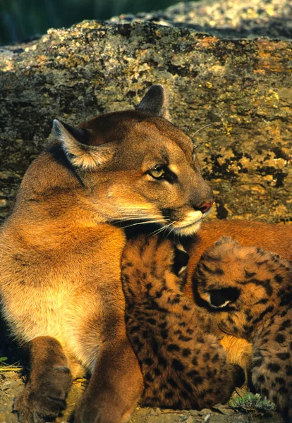 Mountain Lion Female and Kittens — Stock Photo, Image