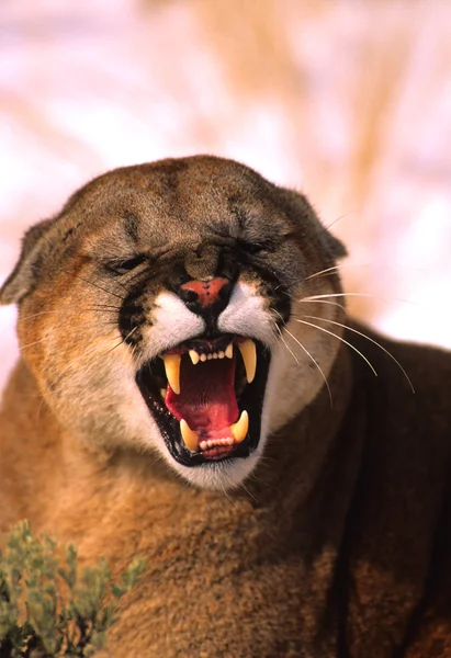 Leão-da-montanha a roncar — Fotografia de Stock