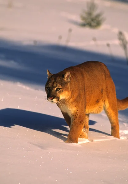 雪の中でマウンテン ライオン — ストック写真
