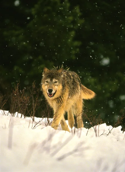 Λύκος περπάτημα σε χιονοθύελλα — Φωτογραφία Αρχείου