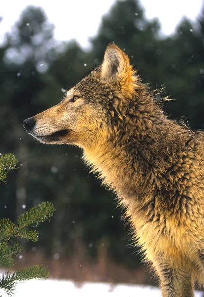 Wolf télen — Stock Fotó