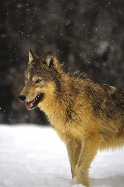 Vlk v zimě — Stock fotografie