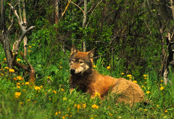 Lobo acostado en la hierba —  Fotos de Stock