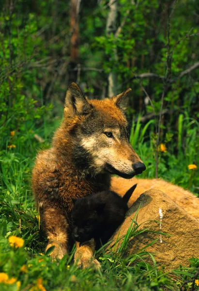 Ágyazott füvet Wolf — Stock Fotó