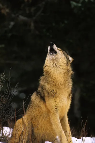Loup hurleur — Photo
