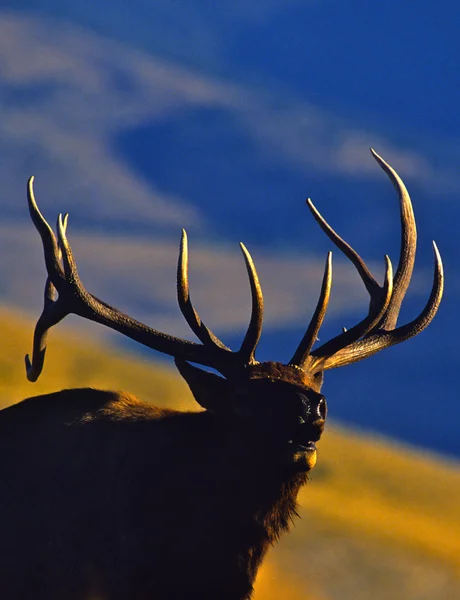 Toro Elk Bugling Retrato —  Fotos de Stock