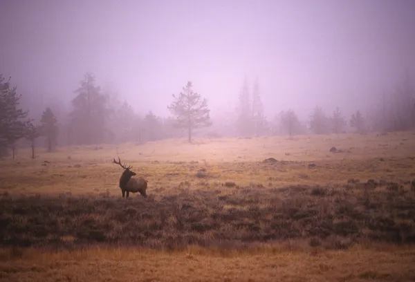 霧の草原でヘラジカの雄牛 — ストック写真