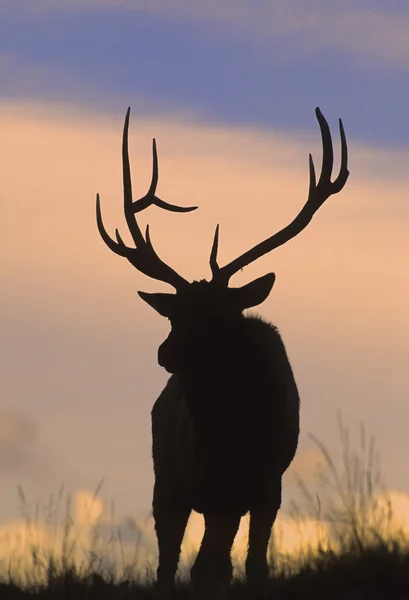 麋鹿在日落 — 图库照片