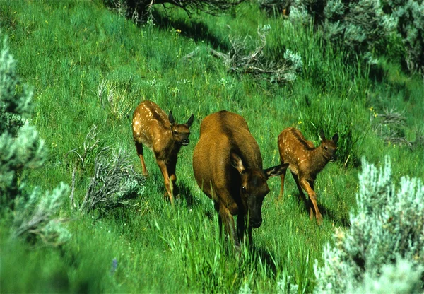 Cow Elk and Calves — Stock Photo, Image