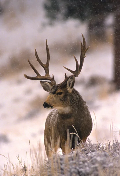 Mula ciervo Buck en tormenta de nieve —  Fotos de Stock