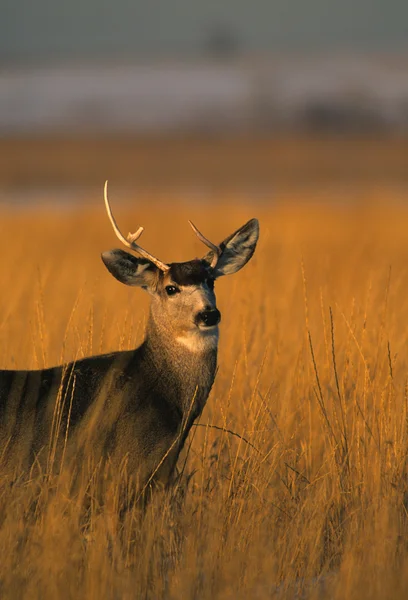 Mule Deer Buck in Tall Grass — Stock Photo, Image