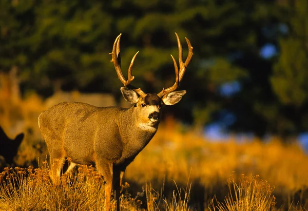 Huge Mule Deer Buck — Stock Photo, Image