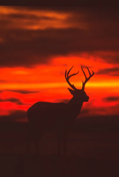 Whitetail Buck no pôr do sol — Fotografia de Stock