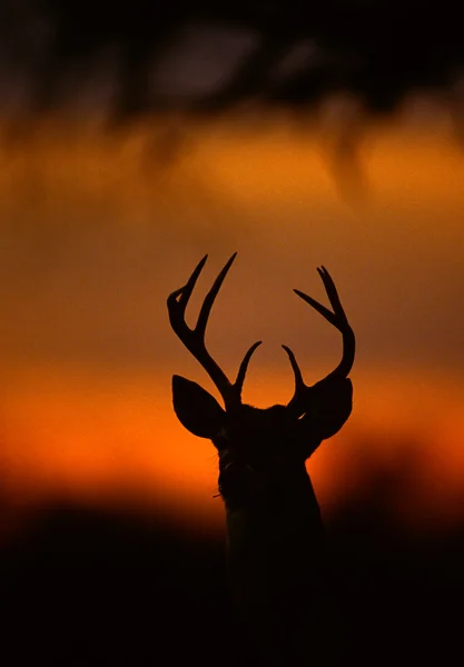 stock image Whitetail Buck in Sunset