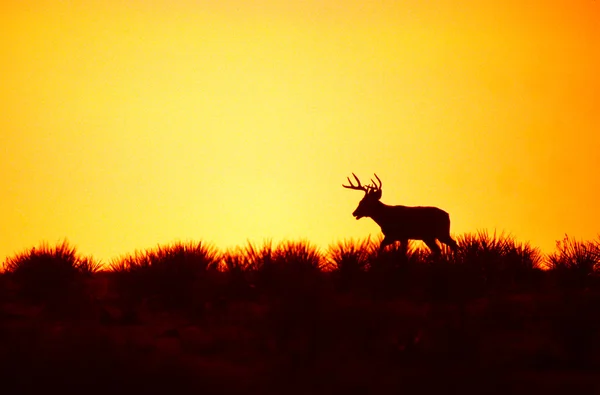 白尾鹿巴克在日落 — 图库照片