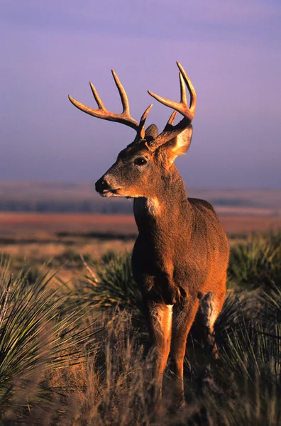 Nice Whitetail Buck — Stock Photo, Image