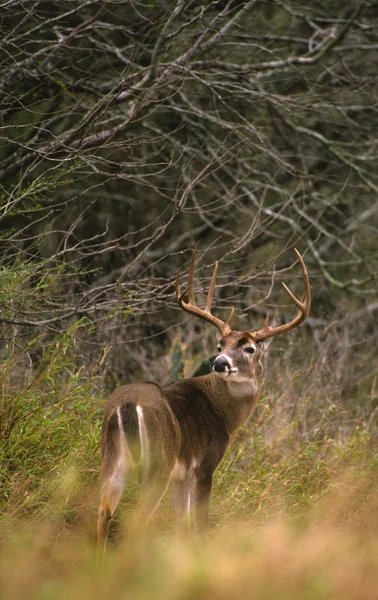 Trophy Whitetail Buck — Stock Photo, Image
