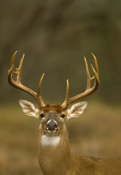 Nice Whitetail Buck Portrait — Stock Photo, Image