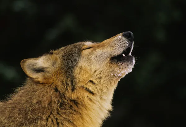 ハウリング狼の肖像画 — ストック写真